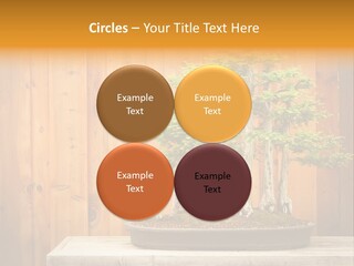 A Bonsai Tree On A Table In Front Of A Wooden Wall PowerPoint Template
