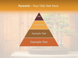 A Bonsai Tree On A Table In Front Of A Wooden Wall PowerPoint Template