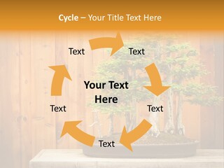 A Bonsai Tree On A Table In Front Of A Wooden Wall PowerPoint Template