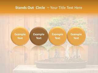 A Bonsai Tree On A Table In Front Of A Wooden Wall PowerPoint Template
