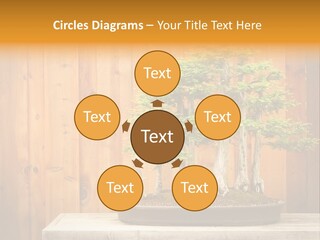 A Bonsai Tree On A Table In Front Of A Wooden Wall PowerPoint Template