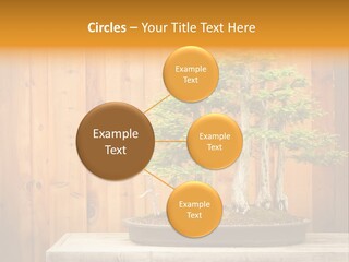 A Bonsai Tree On A Table In Front Of A Wooden Wall PowerPoint Template