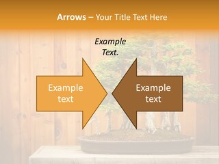 A Bonsai Tree On A Table In Front Of A Wooden Wall PowerPoint Template