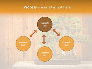 A Bonsai Tree On A Table In Front Of A Wooden Wall PowerPoint Template