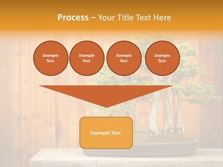 A Bonsai Tree On A Table In Front Of A Wooden Wall PowerPoint Template