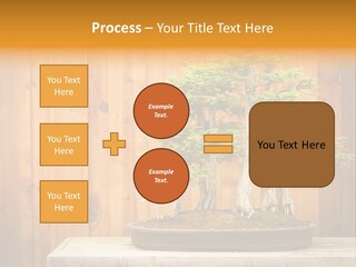 A Bonsai Tree On A Table In Front Of A Wooden Wall PowerPoint Template