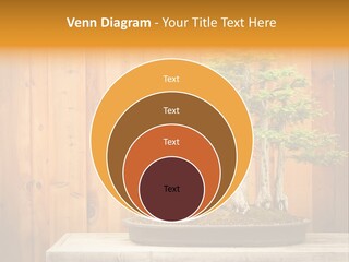 A Bonsai Tree On A Table In Front Of A Wooden Wall PowerPoint Template