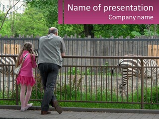 A Man And A Little Girl Are Looking At Zebras PowerPoint Template