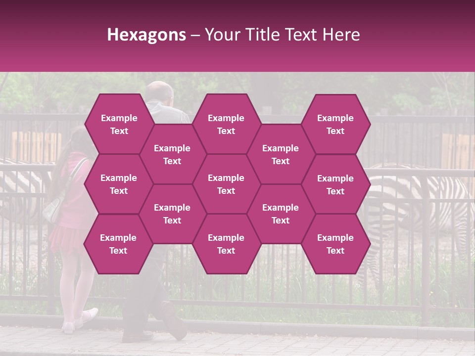 A Man And A Little Girl Are Looking At Zebras PowerPoint Template