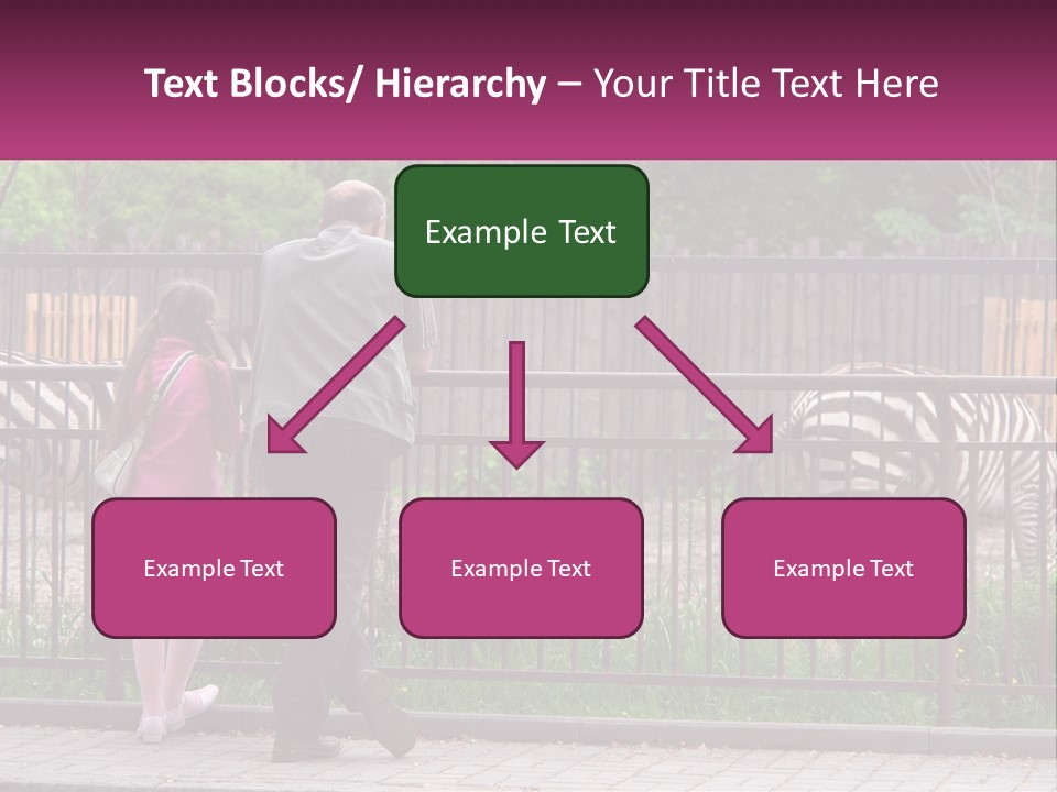 A Man And A Little Girl Are Looking At Zebras PowerPoint Template