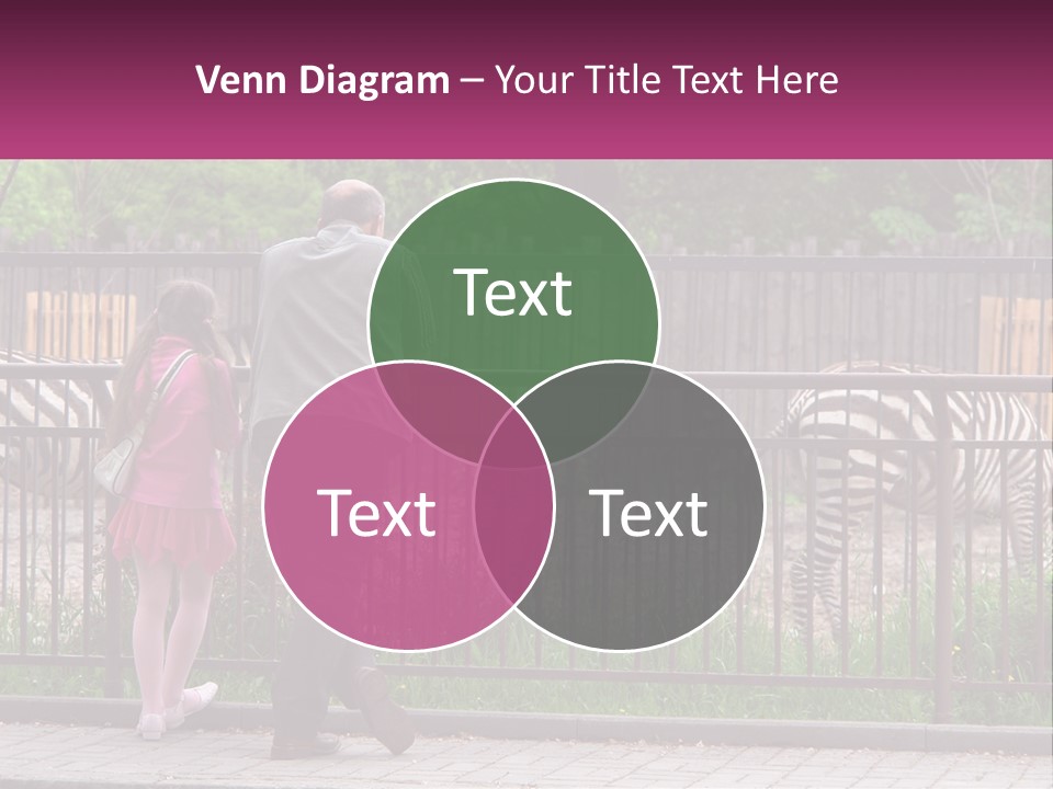 A Man And A Little Girl Are Looking At Zebras PowerPoint Template