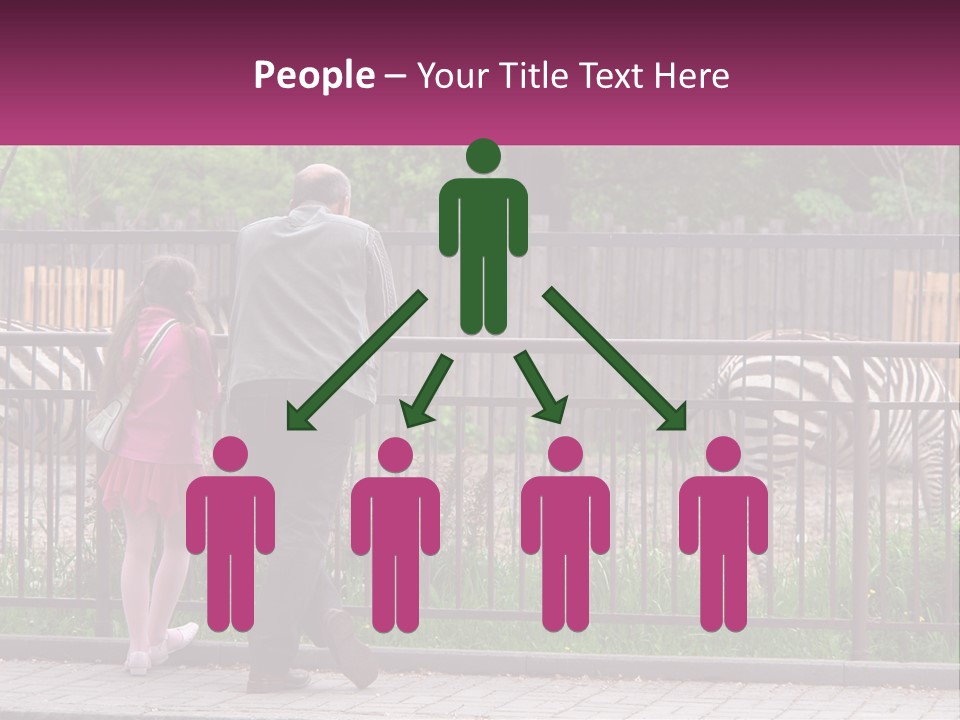 A Man And A Little Girl Are Looking At Zebras PowerPoint Template