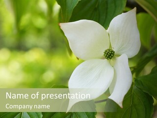 A White Flower With Green Leaves In The Background PowerPoint Template