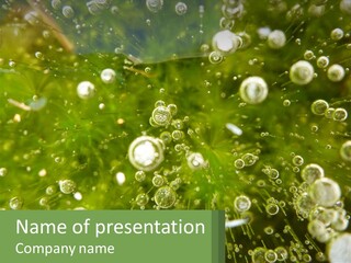 A Green Plant With Water Droplets On It PowerPoint Template