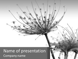A Black And White Photo Of A Dandelion PowerPoint Template