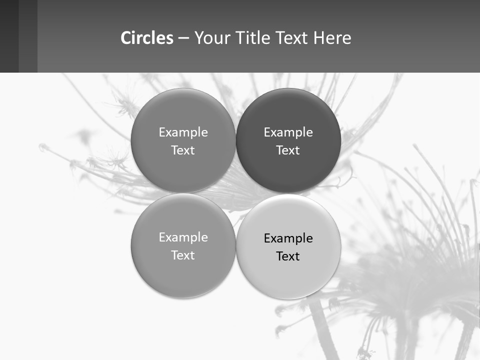 A Black And White Photo Of A Dandelion PowerPoint Template