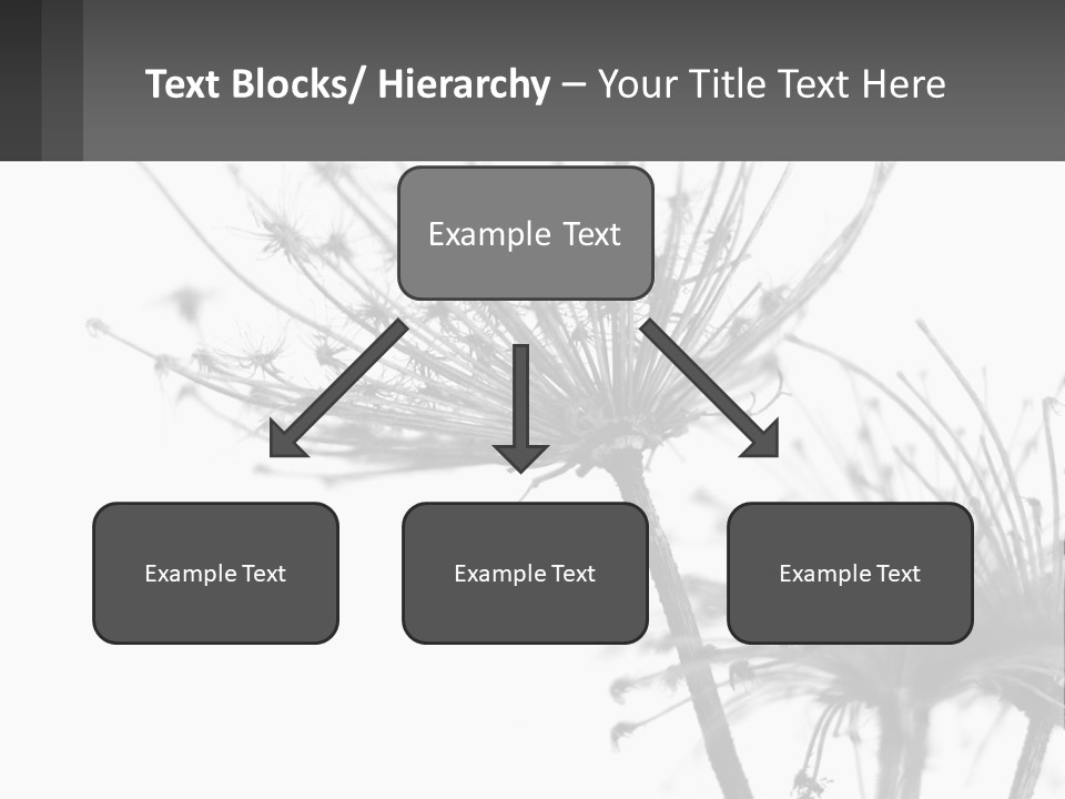 A Black And White Photo Of A Dandelion PowerPoint Template