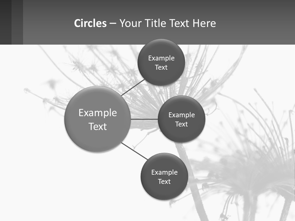 A Black And White Photo Of A Dandelion PowerPoint Template