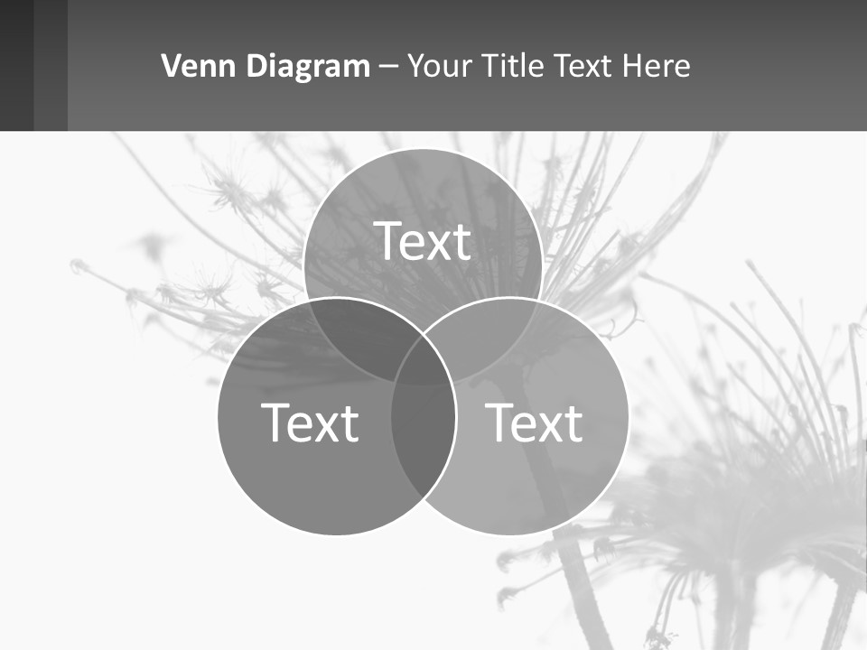 A Black And White Photo Of A Dandelion PowerPoint Template