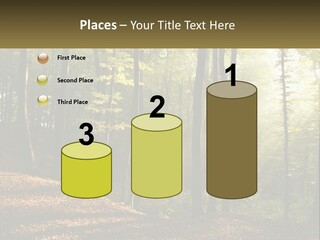 A Forest Filled With Lots Of Trees And Leaves PowerPoint Template