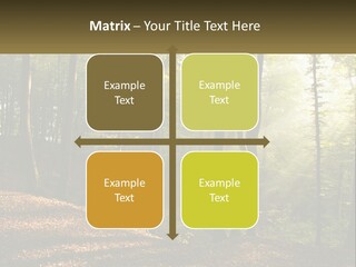 A Forest Filled With Lots Of Trees And Leaves PowerPoint Template