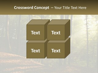 A Forest Filled With Lots Of Trees And Leaves PowerPoint Template