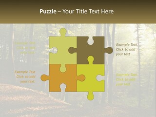 A Forest Filled With Lots Of Trees And Leaves PowerPoint Template