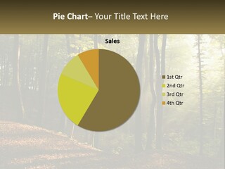 A Forest Filled With Lots Of Trees And Leaves PowerPoint Template