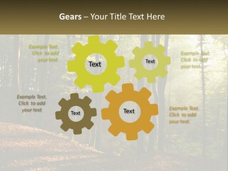 A Forest Filled With Lots Of Trees And Leaves PowerPoint Template