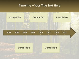 A Forest Filled With Lots Of Trees And Leaves PowerPoint Template