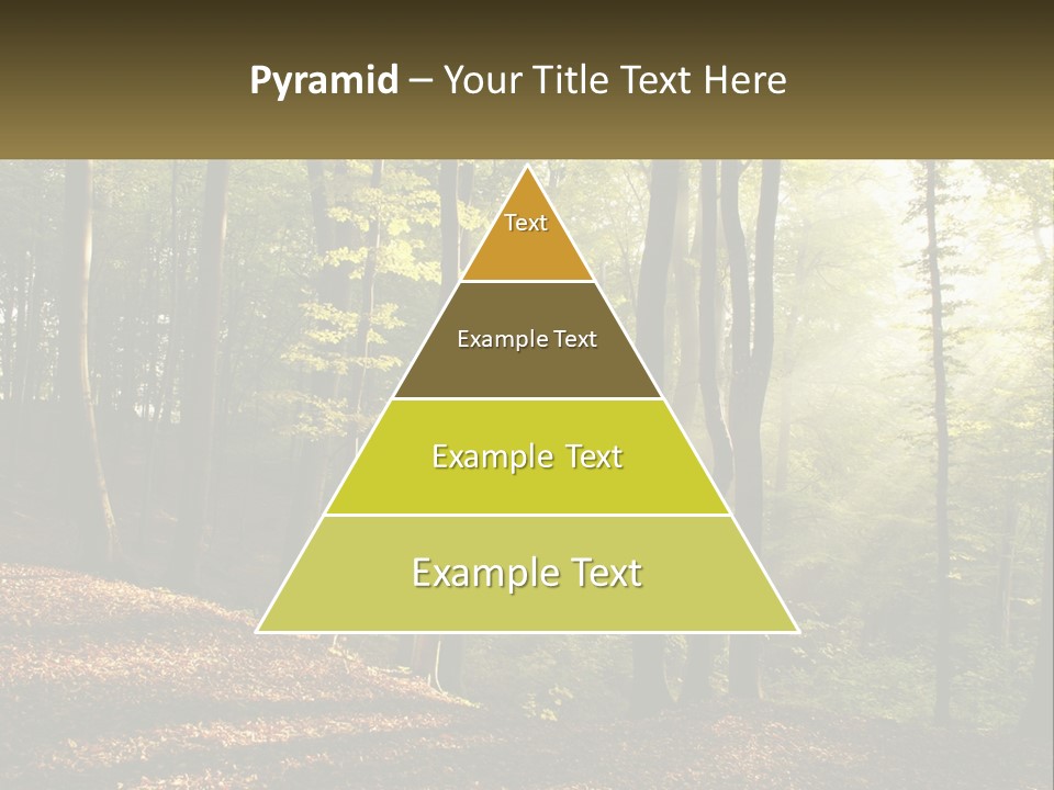 A Forest Filled With Lots Of Trees And Leaves PowerPoint Template