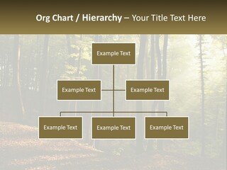 A Forest Filled With Lots Of Trees And Leaves PowerPoint Template