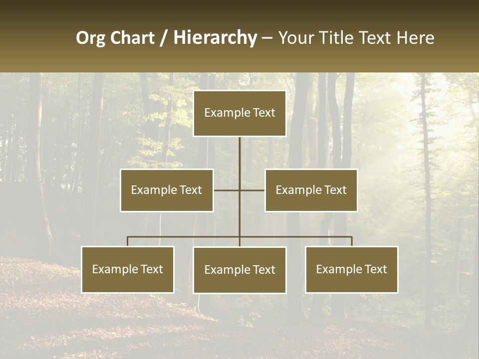 A Forest Filled With Lots Of Trees And Leaves PowerPoint Template