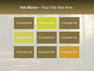 A Forest Filled With Lots Of Trees And Leaves PowerPoint Template