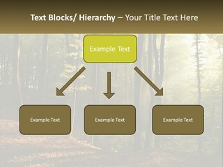 A Forest Filled With Lots Of Trees And Leaves PowerPoint Template