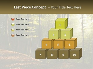 A Forest Filled With Lots Of Trees And Leaves PowerPoint Template