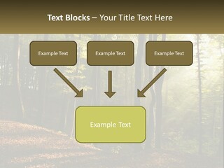 A Forest Filled With Lots Of Trees And Leaves PowerPoint Template