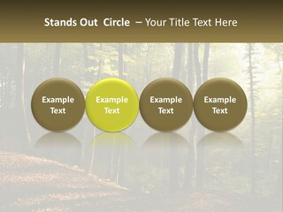 A Forest Filled With Lots Of Trees And Leaves PowerPoint Template