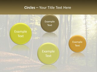 A Forest Filled With Lots Of Trees And Leaves PowerPoint Template