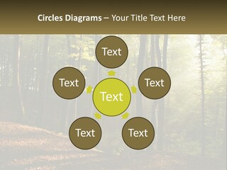 A Forest Filled With Lots Of Trees And Leaves PowerPoint Template