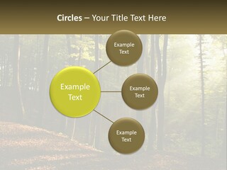 A Forest Filled With Lots Of Trees And Leaves PowerPoint Template