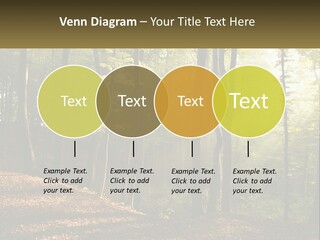 A Forest Filled With Lots Of Trees And Leaves PowerPoint Template