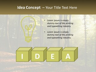 A Forest Filled With Lots Of Trees And Leaves PowerPoint Template