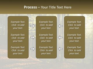 A Forest Filled With Lots Of Trees And Leaves PowerPoint Template