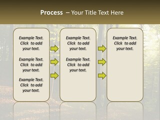 A Forest Filled With Lots Of Trees And Leaves PowerPoint Template