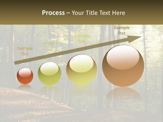 A Forest Filled With Lots Of Trees And Leaves PowerPoint Template
