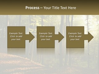 A Forest Filled With Lots Of Trees And Leaves PowerPoint Template