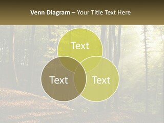 A Forest Filled With Lots Of Trees And Leaves PowerPoint Template