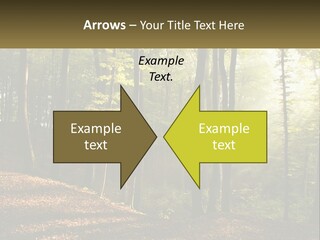 A Forest Filled With Lots Of Trees And Leaves PowerPoint Template