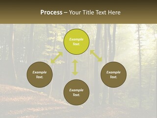 A Forest Filled With Lots Of Trees And Leaves PowerPoint Template